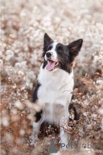 Zdjęcie №3. Szczenięta border collie, najmądrzejszy pies na świecie in. Federacja Rosyjska