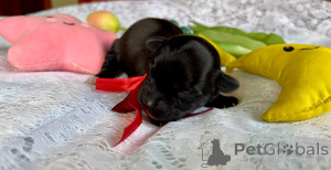 Zdjęcie №4. Sprzedam hawańczyk w Pogórze. prywatne ogłoszenie - cena - 4500zł