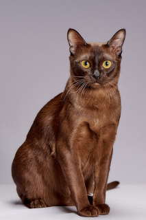 Zdjęcie №1. kot burmski - na sprzedaż w Samara | 3850zł | Zapowiedź № 295