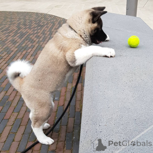 Zdjęcie №1. akita (rasa psa) - na sprzedaż w Elva | 2392zł | Zapowiedź №158686