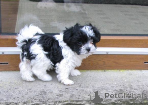 Zdjęcie №1. bolonka - na sprzedaż w Kolonia | negocjowane | Zapowiedź №167291