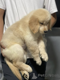 Zdjęcie №1. golden retriever - na sprzedaż w Lyon | negocjowane | Zapowiedź №165302