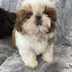 Zdjęcie №2 do zapowiedźy № 125796 na sprzedaż  shih tzu - wkupić się Szwajcaria 