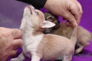 Zdjęcie №2 do zapowiedźy № 137577 na sprzedaż  chihuahua (rasa psów) - wkupić się Wielka Brytania prywatne ogłoszenie