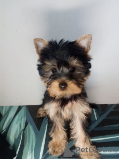 Zdjęcie №4. Sprzedam yorkshire terrier w Wrocław.  - cena - negocjowane