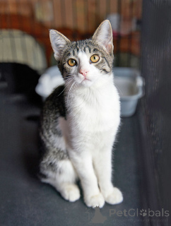 Zdjęcie №2 do zapowiedźy № 164560 na sprzedaż   - wkupić się Federacja Rosyjska prywatne ogłoszenie