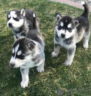 Zdjęcie №1. husky syberyjski - na sprzedaż w Stolica Arrondisman de Brussels | Bezpłatny | Zapowiedź №165685
