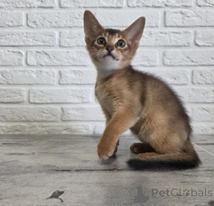 Zdjęcie №1. devon rex - na sprzedaż w Aarbergen | 1674zł | Zapowiedź № 177731