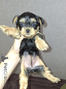 Zdjęcie №1. yorkshire terrier biewer, yorkshire terrier - na sprzedaż w Tallinn | 3109zł | Zapowiedź №160683