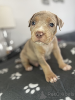 Zdjęcie №1. american bully - na sprzedaż w Zły Vilbel | negocjowane | Zapowiedź №166354