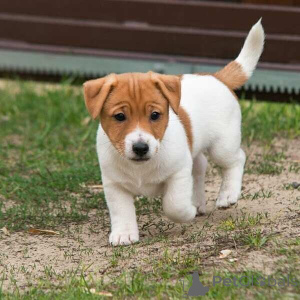 Zdjęcie №1. jack russell terrier - na sprzedaż w Antwerpia | negocjowane | Zapowiedź №169654