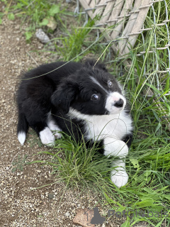 Zdjęcie №2 do zapowiedźy № 40111 na sprzedaż  border collie - wkupić się USA prywatne ogłoszenie