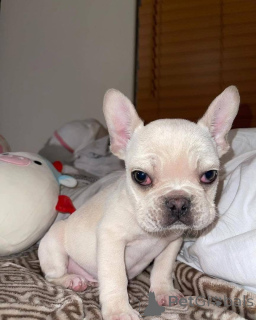 Zdjęcie №3. Wszystkie szczenięta są nadal dostępne. Weterynarz sprawdził, czy jest otwarty. USA