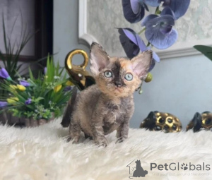Zdjęcie №1. devon rex - na sprzedaż w Bönnigheim | 1674zł | Zapowiedź № 178153