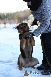 Zdjęcie №2 do zapowiedźy № 8315 na sprzedaż  pies nierasowy - wkupić się Federacja Rosyjska ze schronu