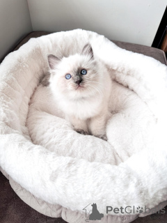 Zdjęcie №2 do zapowiedźy № 169403 na sprzedaż  ragdoll - wkupić się Niemcy hodowca