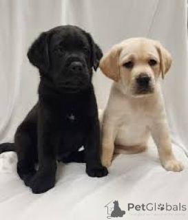 Zdjęcie №1. labrador retriever - na sprzedaż w Helsinki | 4305zł | Zapowiedź №169375