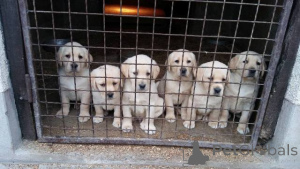 Zdjęcie №2 do zapowiedźy № 150725 na sprzedaż  labrador retriever - wkupić się Serbia 