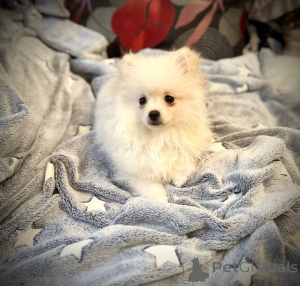 Zdjęcie №3. Pomeranian Spitz Girl. Białoruś