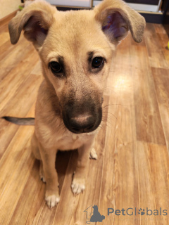 Zdjęcie №4. Sprzedam pies nierasowy w Lipieck. prywatne ogłoszenie - cena - Bezpłatny