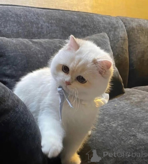 Zdjęcie №2 do zapowiedźy № 161689 na sprzedaż   - wkupić się Kanada 