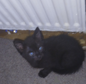 Zdjęcie №4. Sprzedam kot brytyjski krótkowłosy w Stevenage.  - cena - negocjowane