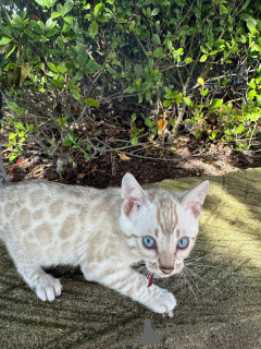 Zdjęcie №1. kot bengalski - na sprzedaż w Frankfurt | 3588zł | Zapowiedź № 152535