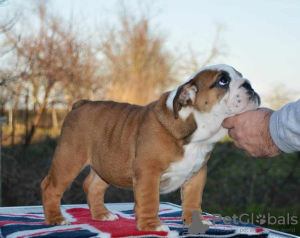 Zdjęcie №3. Bulldog Angielski. Serbia