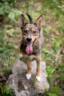 Zdjęcie №3. Flash Young Chocolate Hurricane szuka rodziny.. Federacja Rosyjska