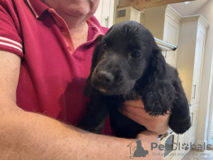 Zdjęcie №3. Cocker Spaniel-Welpen, Schwarz. Niemcy