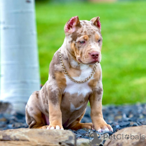 Zdjęcie №1. american bully - na sprzedaż w Monachium | 7171zł | Zapowiedź №147445