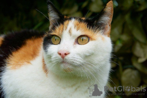 Zdjęcie №1. kot europejski krótkowłosy - na sprzedaż w Буденновск | Bezpłatny | Zapowiedź № 10737