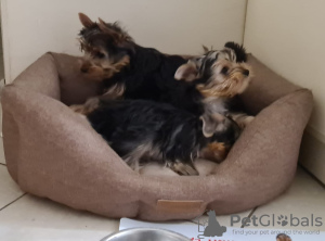 Zdjęcie №4. Sprzedam yorkshire terrier w Krasnodar. prywatne ogłoszenie - cena - 793zł