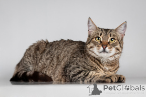 Zdjęcie №2 do zapowiedźy № 166044 na sprzedaż   - wkupić się Federacja Rosyjska ze schronu