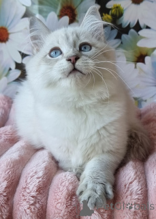 Zdjęcie №3. Poznaj ze swoim przyjacielem Maybutnim o maskaradzie!. Ukraina