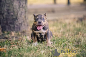 Zdjęcie №1. american bully - na sprzedaż w Kiszyniów | 4186zł | Zapowiedź №62655