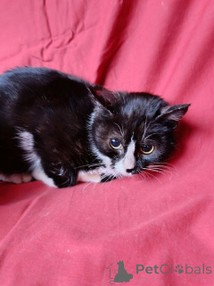 Zdjęcie №3. Dwa małe kocięta, chłopiec i dziewczynka, szukają domu. Federacja Rosyjska