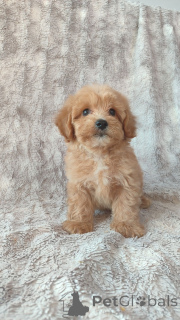 Zdjęcie №1. maltipu - na sprzedaż w Helsinki | Bezpłatny | Zapowiedź №160296