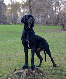 Zdjęcie №1. dog niemiecki - na sprzedaż w Moskwa | Negocjowane | Zapowiedź №3322
