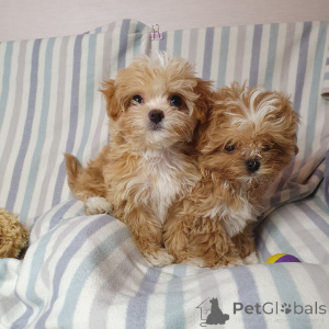 Zdjęcie №3. Pudle zabawkowe do adopcji. Niemcy