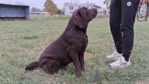 Dodatkowe zdjęcia: Labrador gotowy do krycia