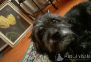 Zdjęcie №2 do zapowiedźy № 128631 na sprzedaż  airedale terrier - wkupić się Finlandia hodowca