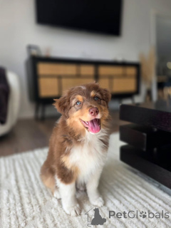 Zdjęcie №3. Szczenięta owczarka australijskiego gotowe do odbioru Działają szybko. Holandia