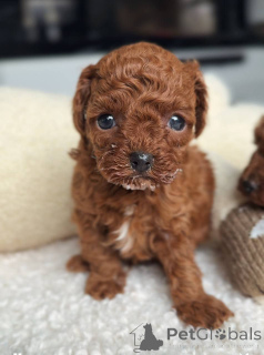 Zdjęcie №3. Urocze szczenięta pudla do adopcji. Polska