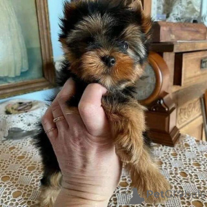 Zdjęcie №2 do zapowiedźy № 158729 na sprzedaż  yorkshire terrier - wkupić się Niemcy prywatne ogłoszenie