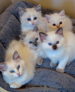 Zdjęcie №1. ragdoll - na sprzedaż w Londyn | Bezpłatny | Zapowiedź № 140119