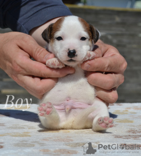 Zdjęcie №4. Sprzedam jack russell terrier w Mińsk. od żłobka - cena - 897zł