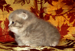 Zdjęcie №2 do zapowiedźy № 4220 na sprzedaż  kot domowy - wkupić się Federacja Rosyjska od żłobka