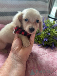 Zdjęcie №1. jamnik - na sprzedaż w Kraków | negocjowane | Zapowiedź №163176