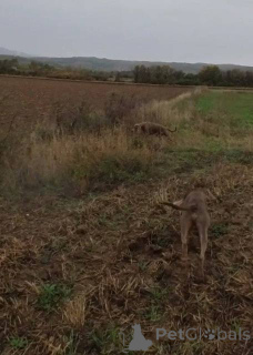 Zdjęcie №4. Sprzedam wyżeł weimarski krótkowłosy w Kruševac.  - cena - 2392zł